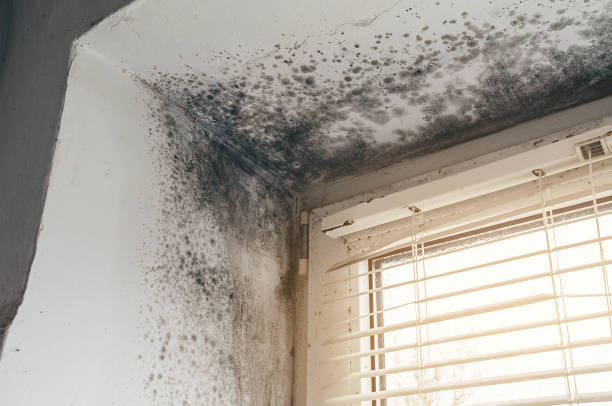 Affordable Bathroom Mold Removal solutions in McQueeney, TX