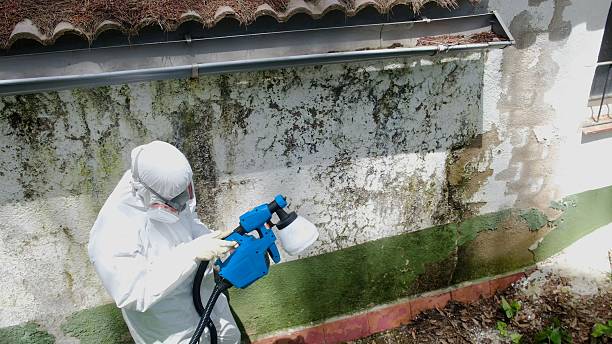 Top rated local Bathroom Mold Removal specialists in McQueeney, TX